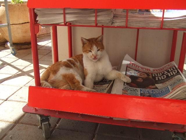 catawakenewspaper