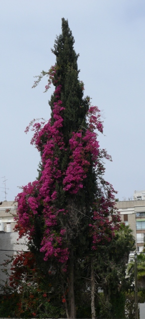 pinetree